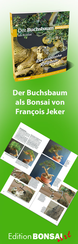 Der Buchsbaum als Bonsai von François Jeker