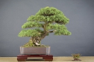 Bonsai Challange 2008