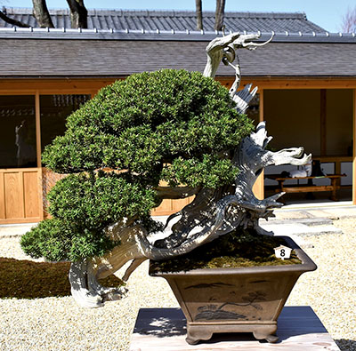 Japanische Eibe (Taxus cuspidata) mit dem Titel „Kirin“ (ein legendäres chinesisches Fabeltier, das einem Einhorn ähnelt). Diese Eibe zierte das offizielle Plakat der 8. World Bonsai Convention 2017 in Saitama