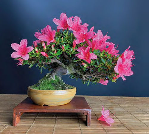 Shohin des Monats Mai / Juni 2023: Satsuki-Azalee (Rhododendron indicum ’Chinzan‘)