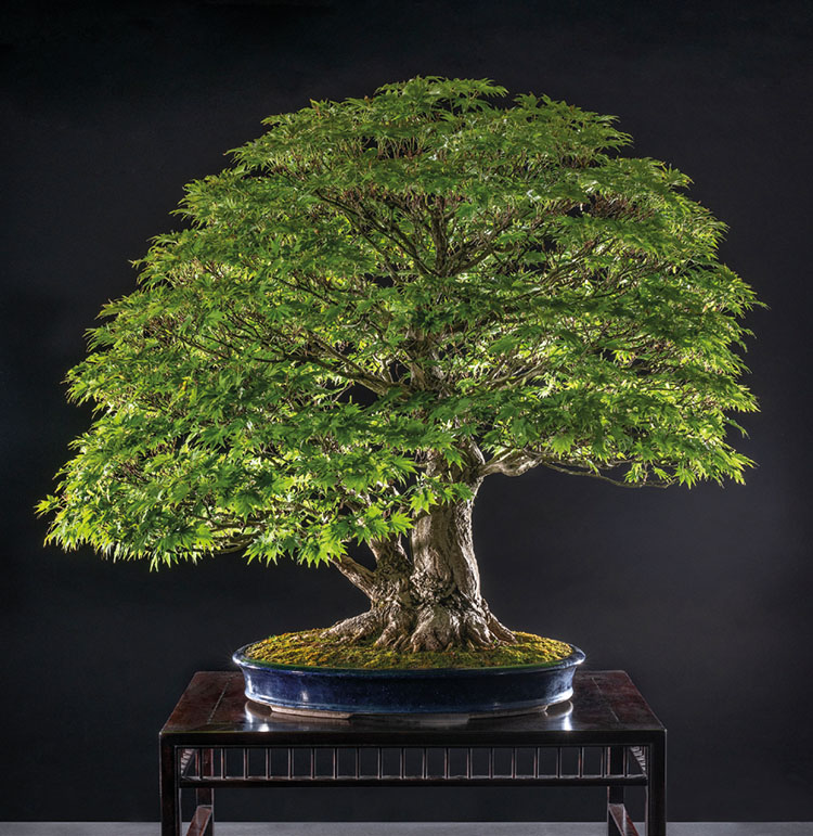  Titelbaum BONSAI ART 177: Siebolds-Ahorn (Acer sieboldianum)