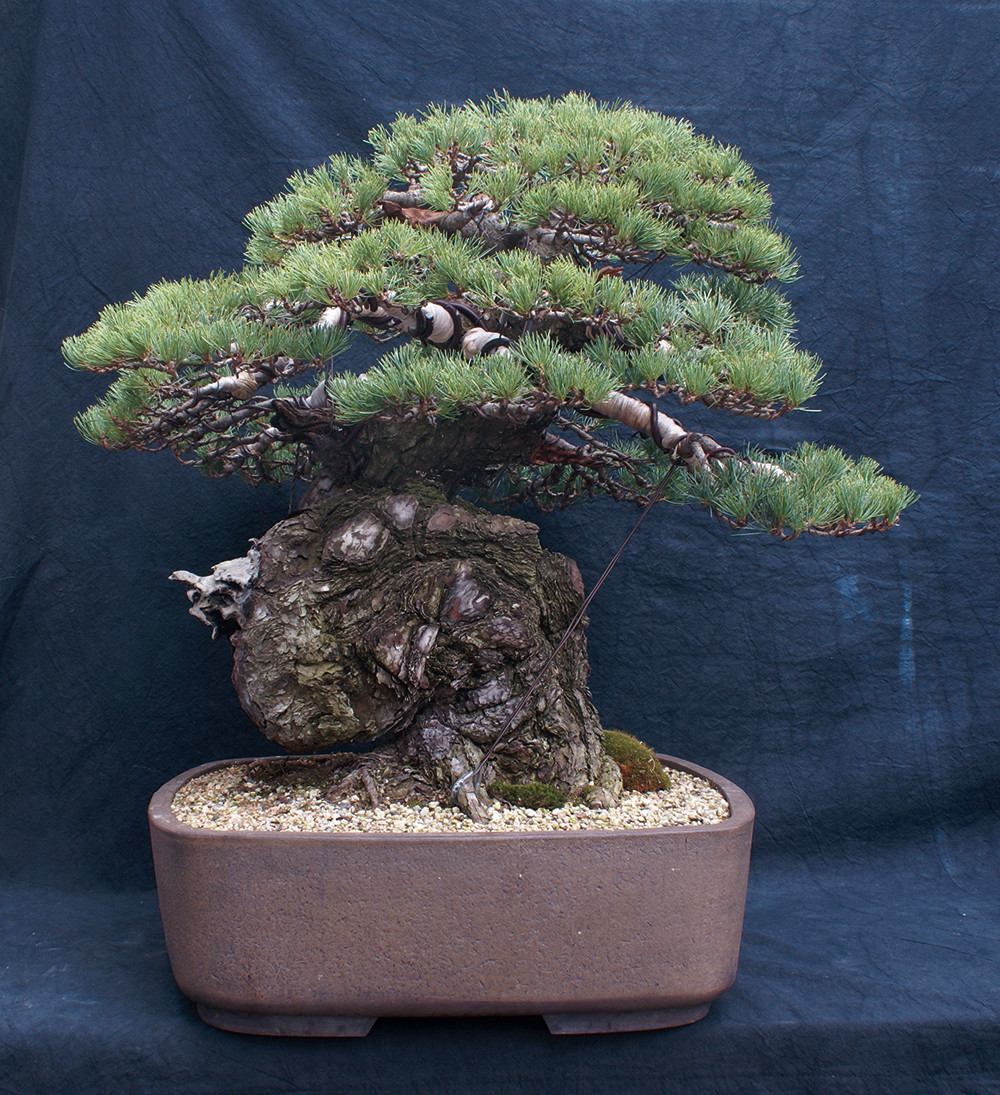 BONSAI ART 179: Unser Titelbaum Der Sumo-Ringer unter den Kiefern (Pinus parviflora))