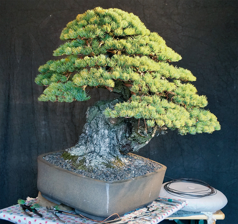 BONSAI ART 179: Unser Titelbaum Der Sumo-Ringer unter den Kiefern (Pinus parviflora) 