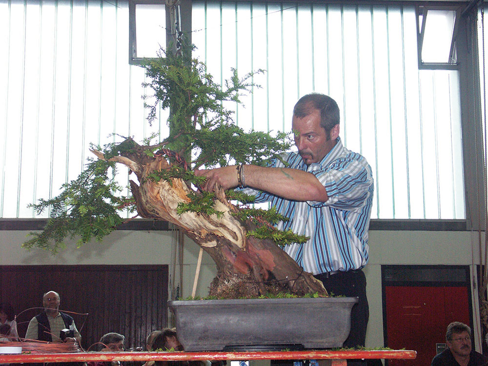 BONSAI ART 182: Unser Titelbaum Europäische Eiche (Taxus baccata)