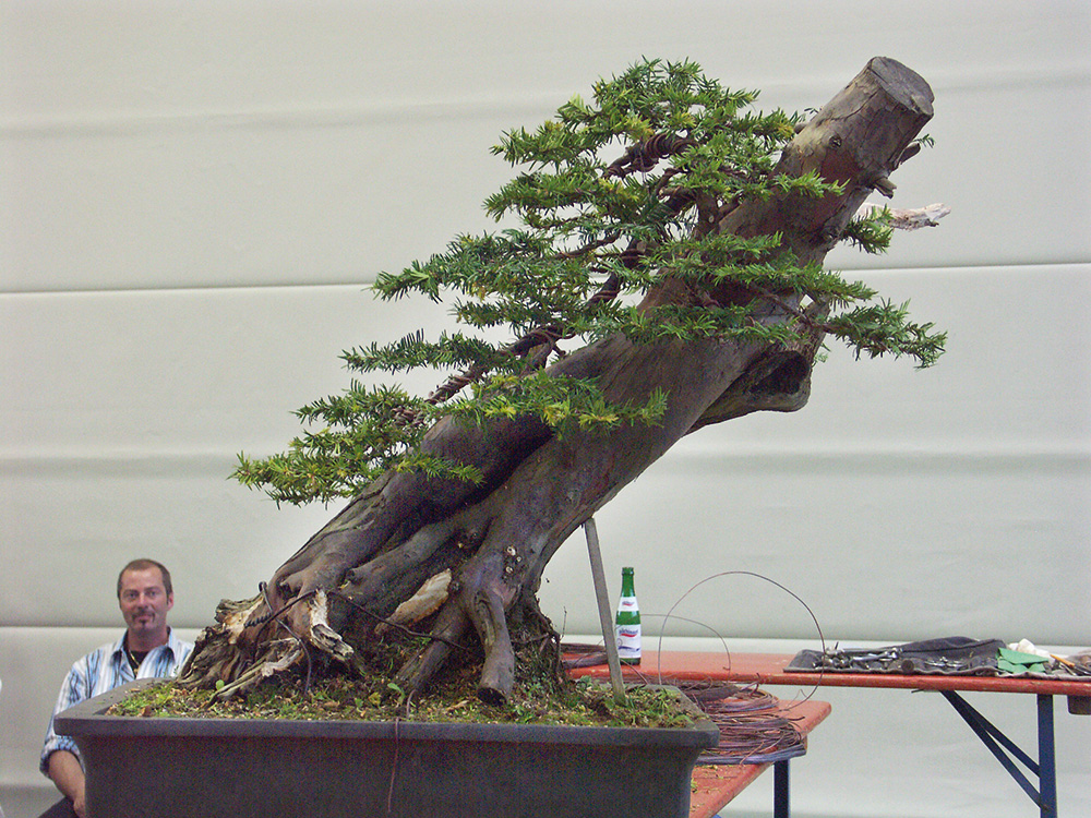BONSAI ART 182: Unser Titelbaum Europäische Eiche (Taxus baccata)