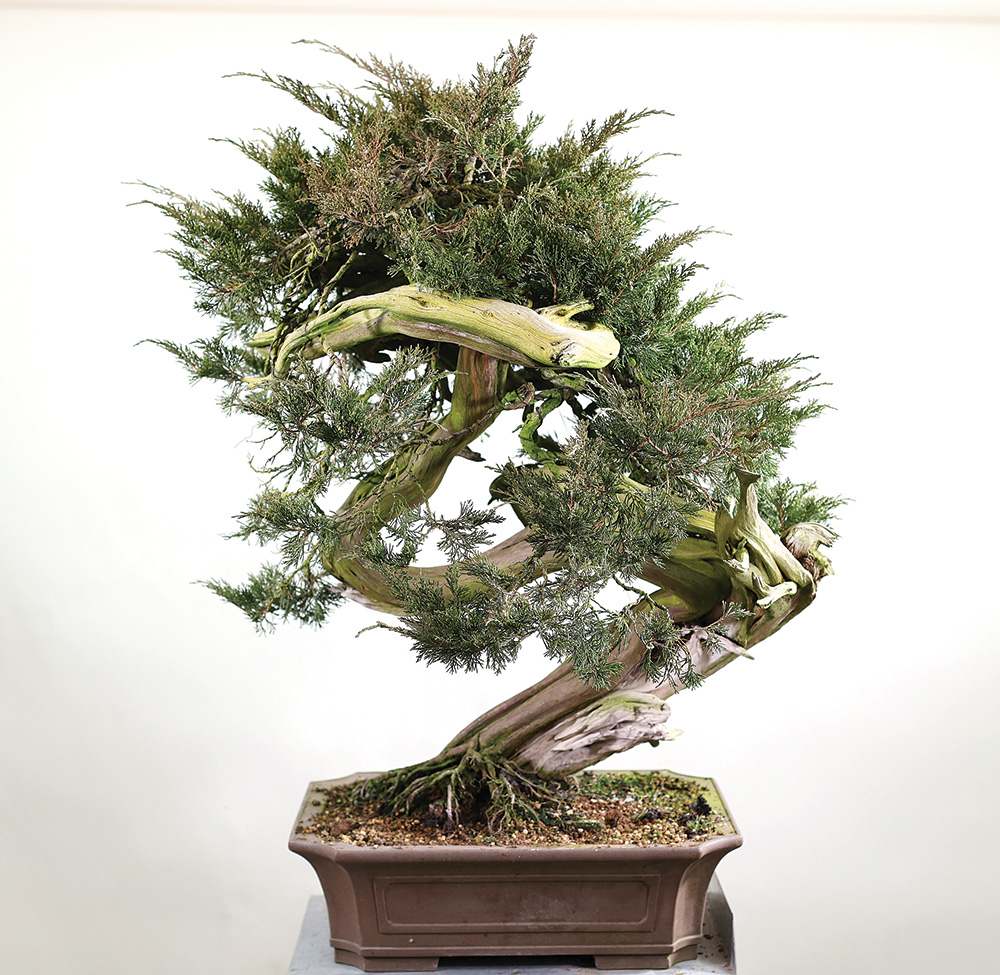 BONSAI ART 182: Unser Titelbaum Sabina-Wacholder (Juniperus sabina)