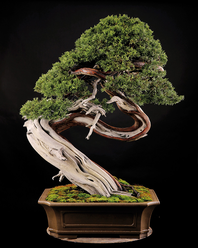 BONSAI ART 182: Unser Titelbaum Sabina-Wacholder (Juniperus sabina)