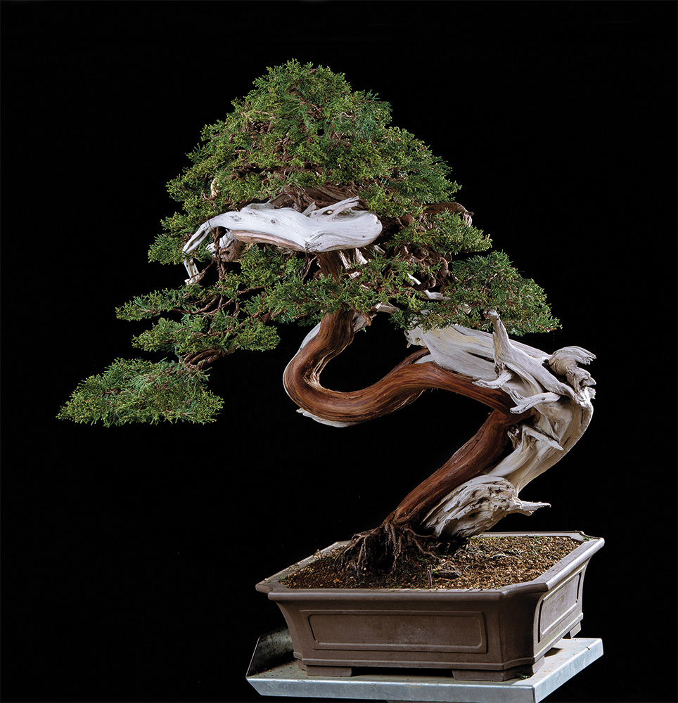 BONSAI ART 182: Unser Titelbaum Sabina-Wacholder (Juniperus sabina)