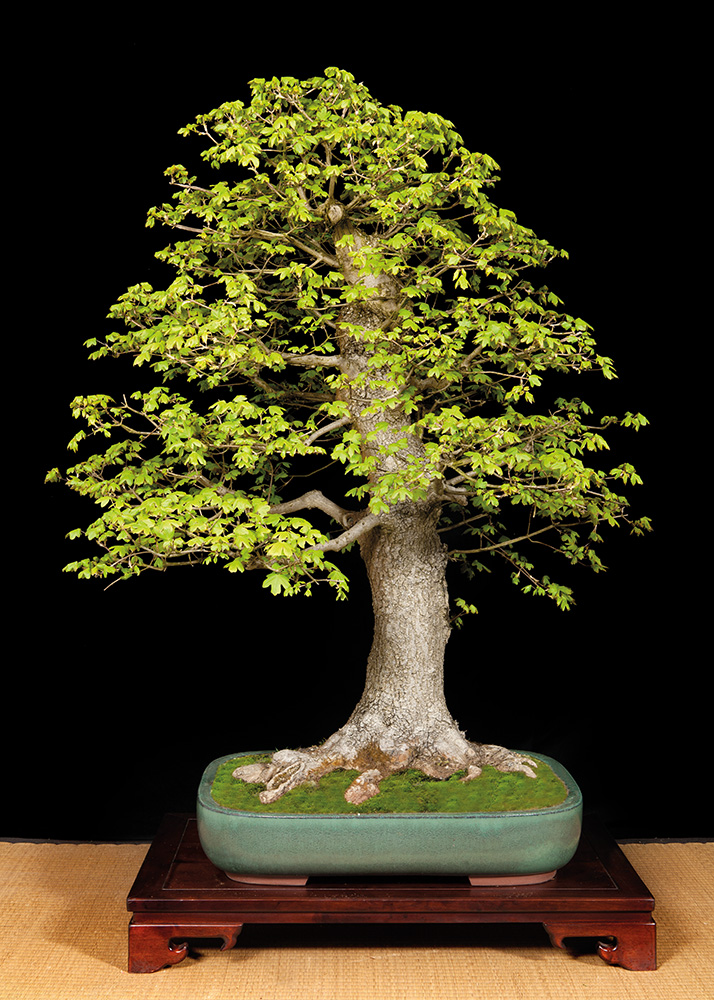 BONSAI ART 188: Unser Titelbaum Feld-Ahorn (Acer campestre)