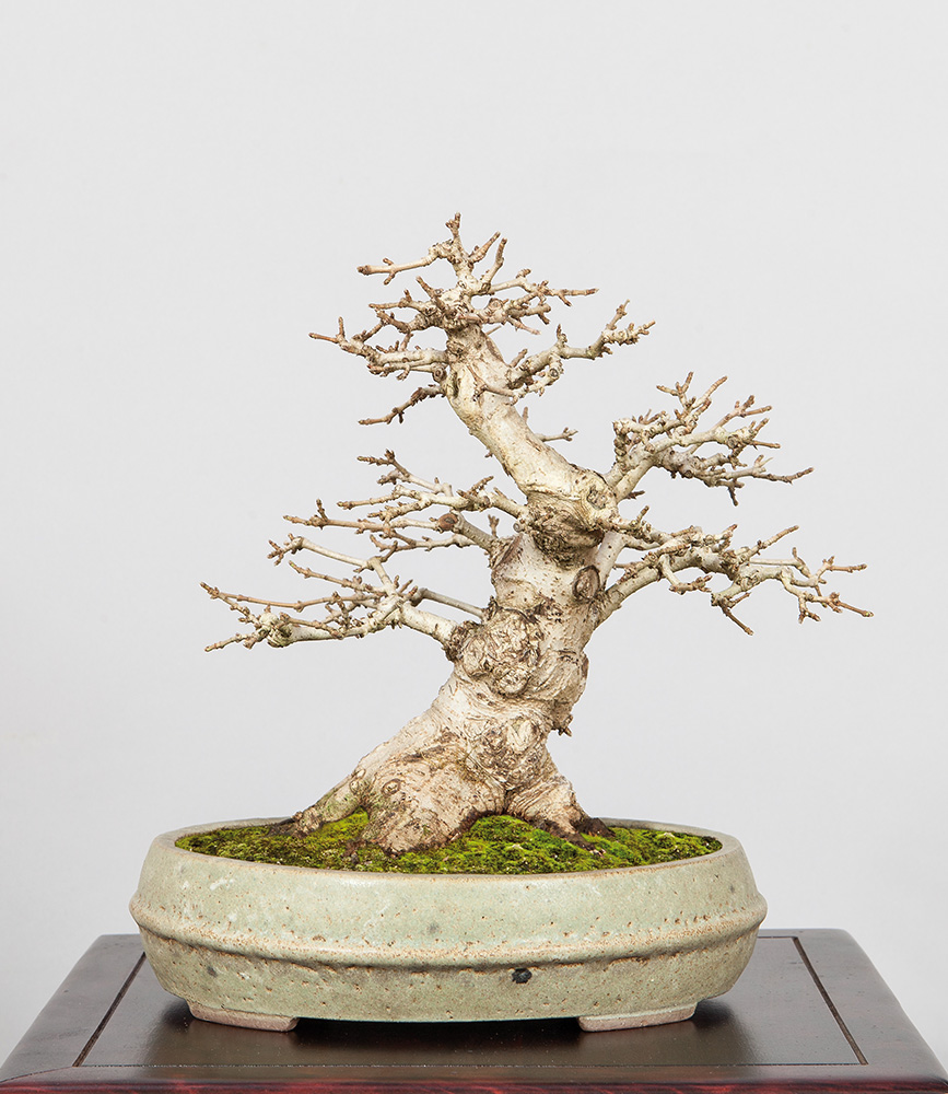 BONSAI ART 188: Unser Titelbaum Feld-Ahorn (Acer campestre)