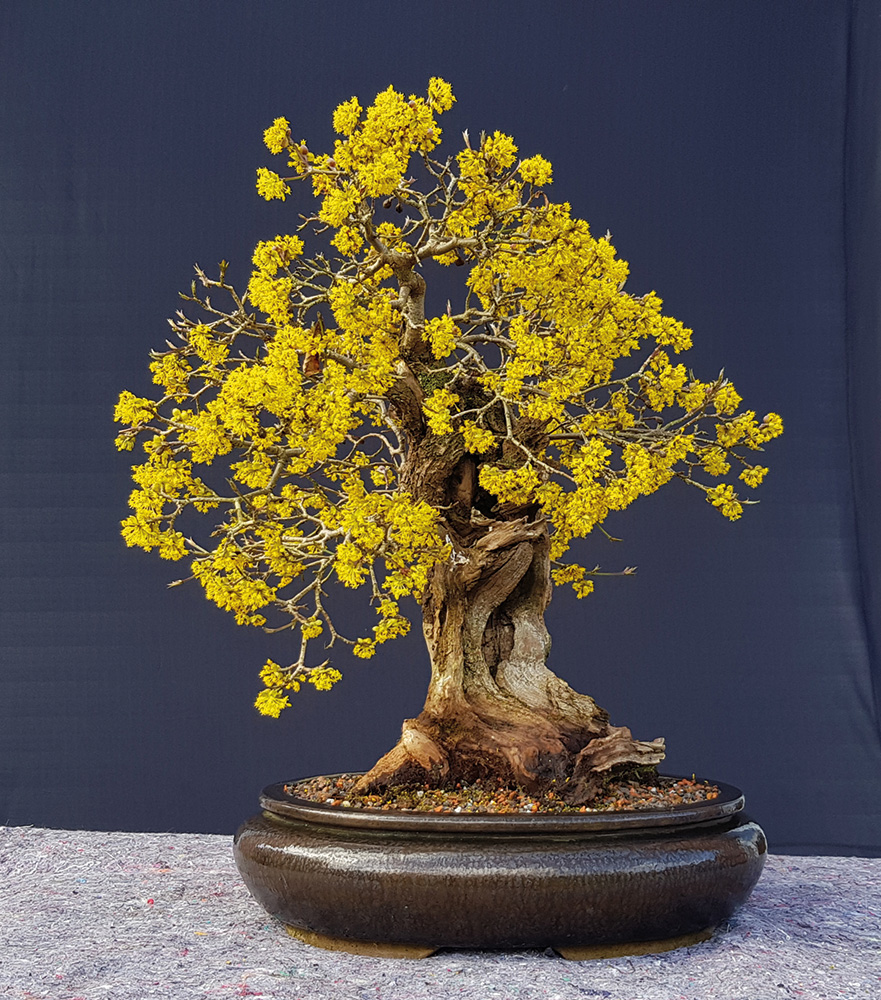 BONSAI ART 193: Unser Titelbaum Kornelkirsche (Cornus mas)