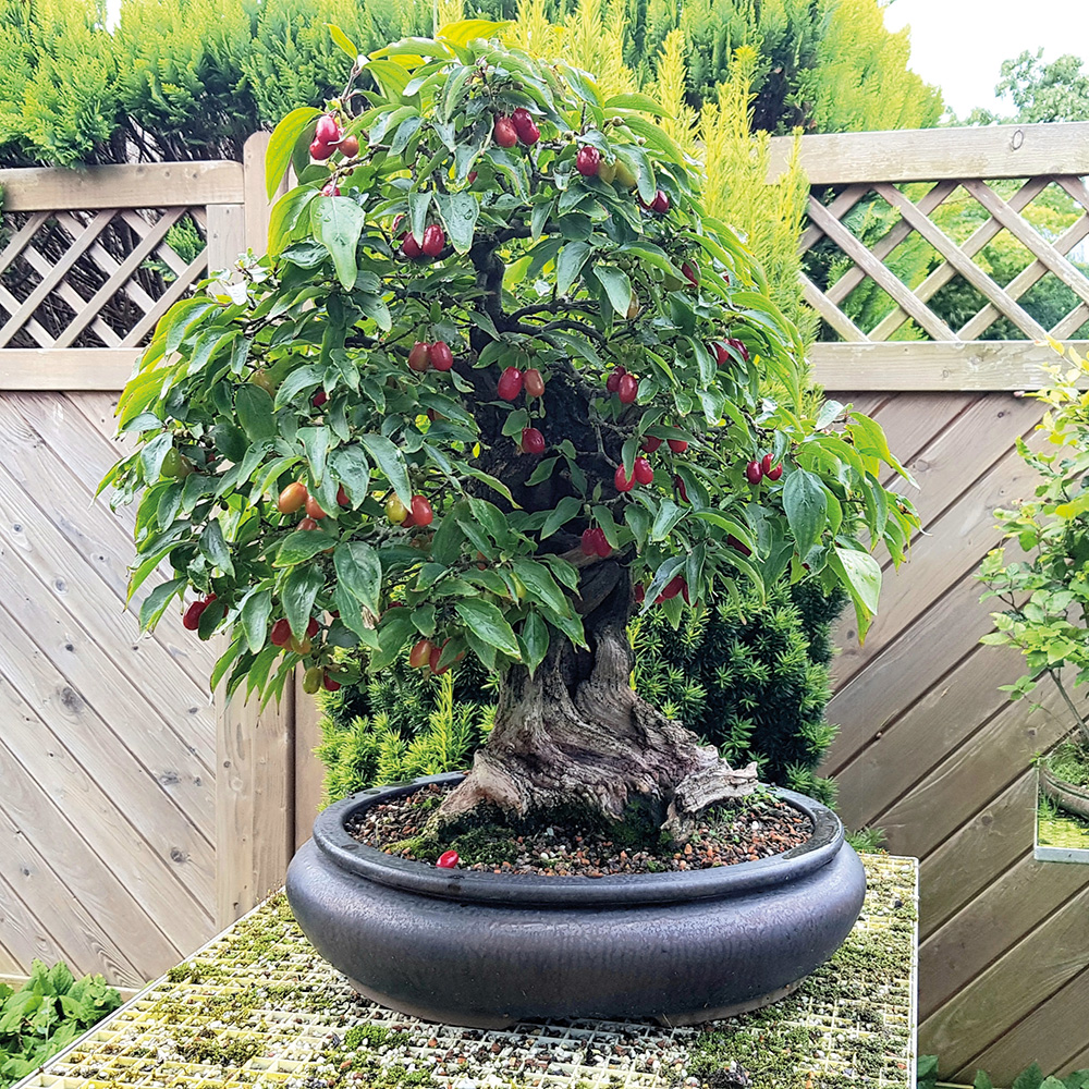 BONSAI ART 193: Unser Titelbaum Kornelkirsche (Cornus mas)