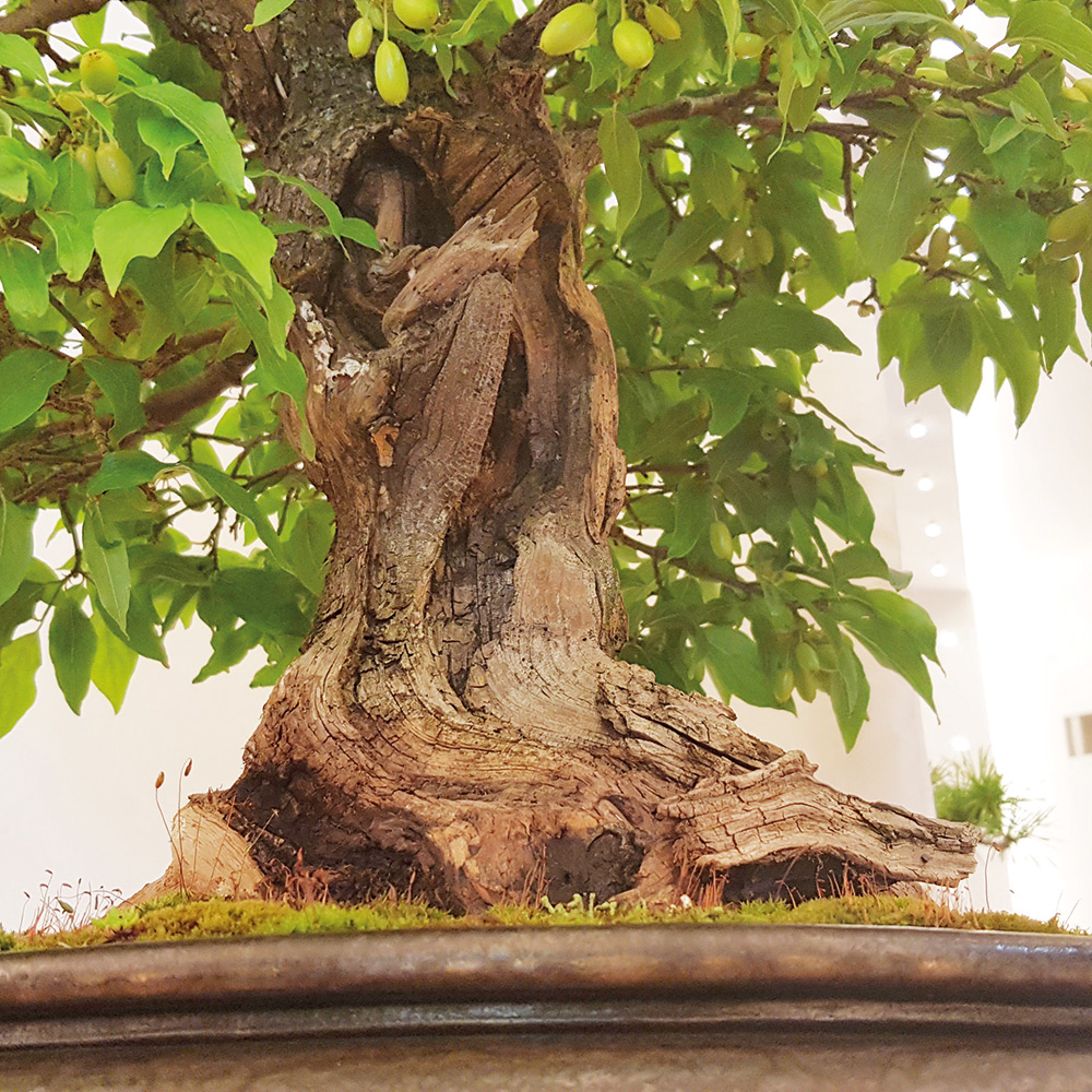BONSAI ART 193: Unser Titelbaum Kornelkirsche (Cornus mas)
