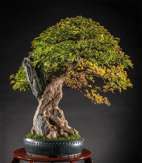 BONSAI ART 181: Unser Titelbaum Dreispitz-Ahorn auf Fels (Acer buergerianum ’Miyasama Yatsubusa‘)