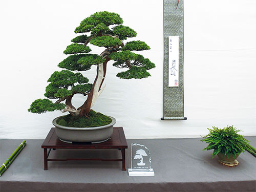 Hai Yama Ten 2018: Chinesischer Wacholder (Juniperus chinensis), Auszeichnung als „Bester Nadelbaum der Ausstellung“