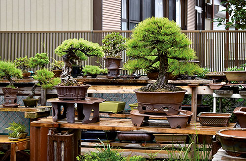 Gyozan pflanzt seine Bonsai in seine selbst getöpferten Schalen, um ihren Gebrauchswert und das Zusammenspiel von Bäumen und Schalen zu testen. Viele seiner Schalen stehen bepflanzt im Garten hinter seiner Töpferei.