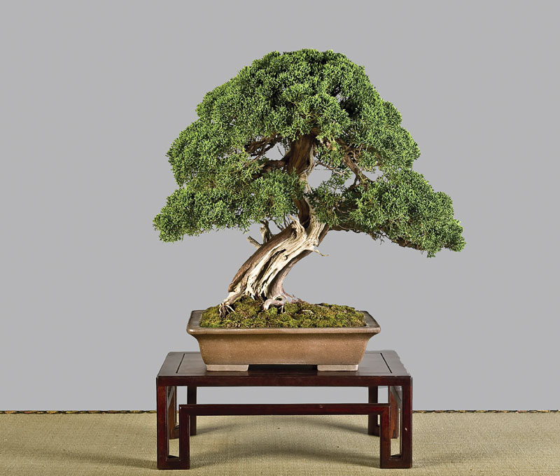 Chin. Wacholder (Juniperus chinensis) von Rosemarie Roth. Höhe: 60 cm. Schale: Peter Krebs. Alter: ca. 40 Jahre. 1. Platz Kategorie „Mittelgroße Bäume“