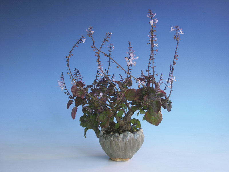 Plectranthus ernstii mit zartpurpurnen Blüten