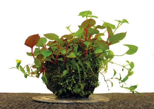 Chamäleon-Pflanze (Houttuynia cordata ‘Chamaeleon’) mit panaschierten Blättern