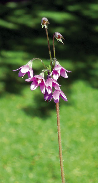 Alpen-Heilglöckchen (Cortusa matthioli) - die Blüte