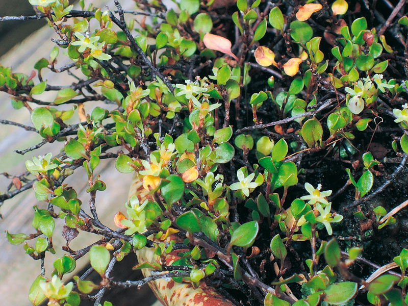 Blüten des Drahtstrauchs (Muehlenbeckia)