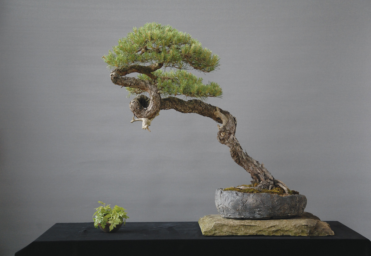 Waldkiefer (Pinus sylvestris) von Ingo K. Höhe: 80 cm. Schale: Martin Englert. Herkunft: Yamadori Norwegen. Gestaltet seit 2007