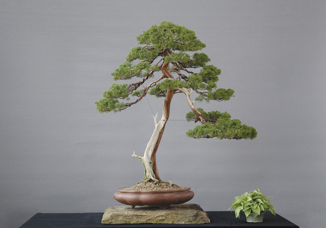 Shimpaku-Wacholder (Juniperus chinensis var. sargentii) von Manfred Bork. Höhe: 86 cm. Alter: 70 Jahre. Schale: Tokoname. Herkunft: Japan