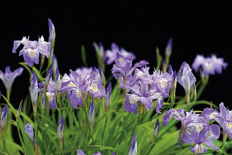 Japanische Zwerg-Schwertlilie (Iris gracilipes)