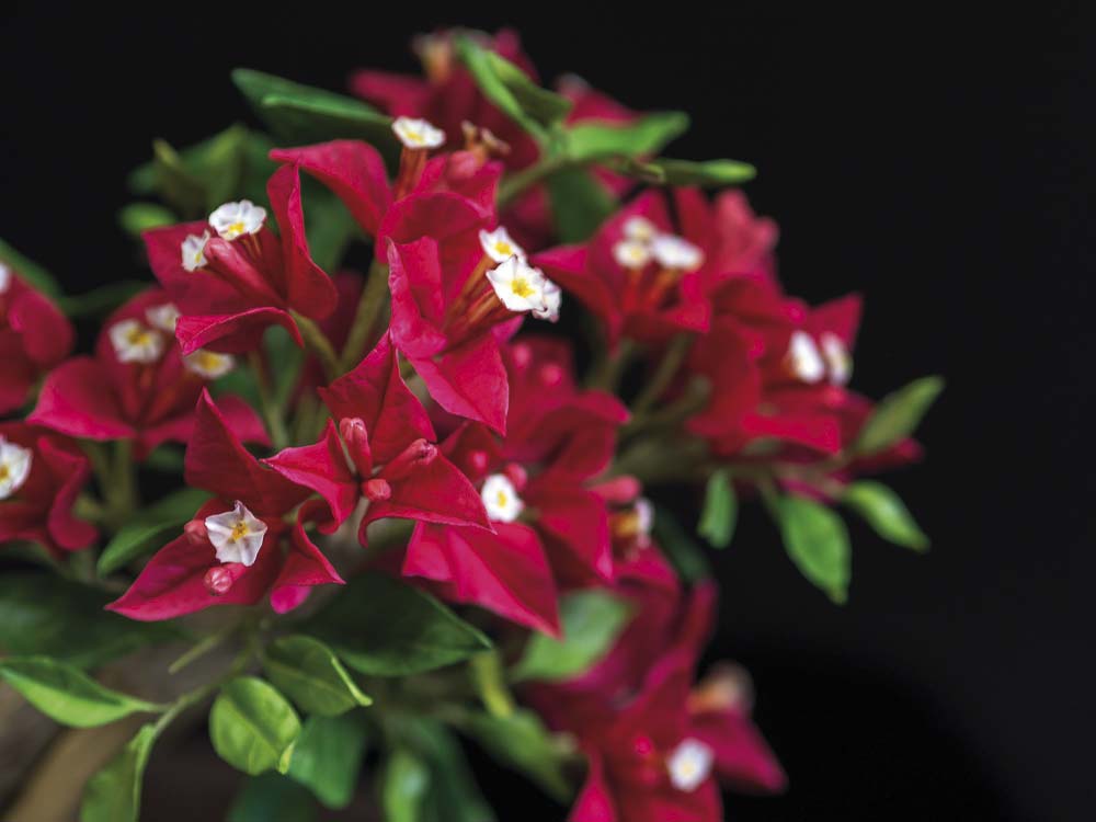 Die pinkfarbenen Hochblätter der Bougainvillea wurden ebenso naturgetreu aus Zucker hergestellt wie die winzigen, jeweils zu dritt stehenden Blüten und die grünen Blätter