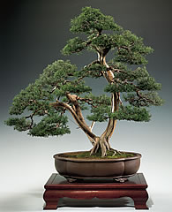 Chinesische Wacholder (Juniperus chinensis) gehören sicher zu den populärsten Koniferen. Dieses Exemplar entstand aus japanischer 