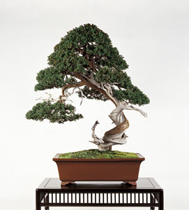 Wacholder – Juniperus