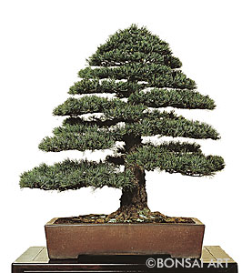Pinus – Kiefer
